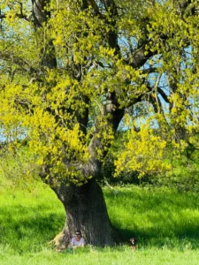 Frontal Bild der mächtigen Eiche. Das Laub ist ganz frisch ausgetrieben. Die Bätter sind noch ganz zart und hell. Unter ihr sitzt ein Mann und ein Hund.