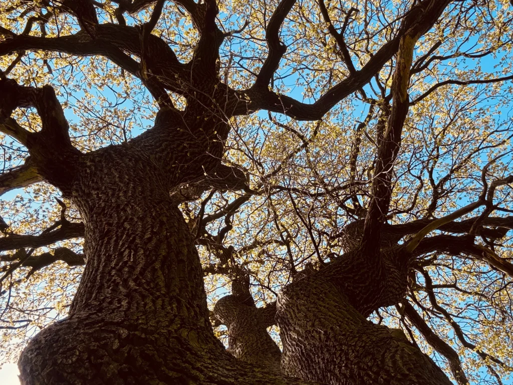 Von unten nach oben in das geäst der alten Eiche fotografiert.