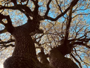 Von unten nach oben in das geäst der alten Eiche fotografiert.