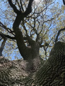 Die Eiche noch einmal von unten nach oben in das Geäst fotografiert. ein mächtiger Anblick.