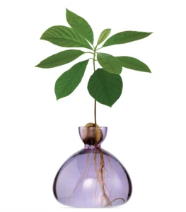 Mit der Avocado Vase hat das Londoner Studio Objekte geschaffen, die Schönheit, Funktion und Nachhaltigkeit auf besondere Weise vereinen.