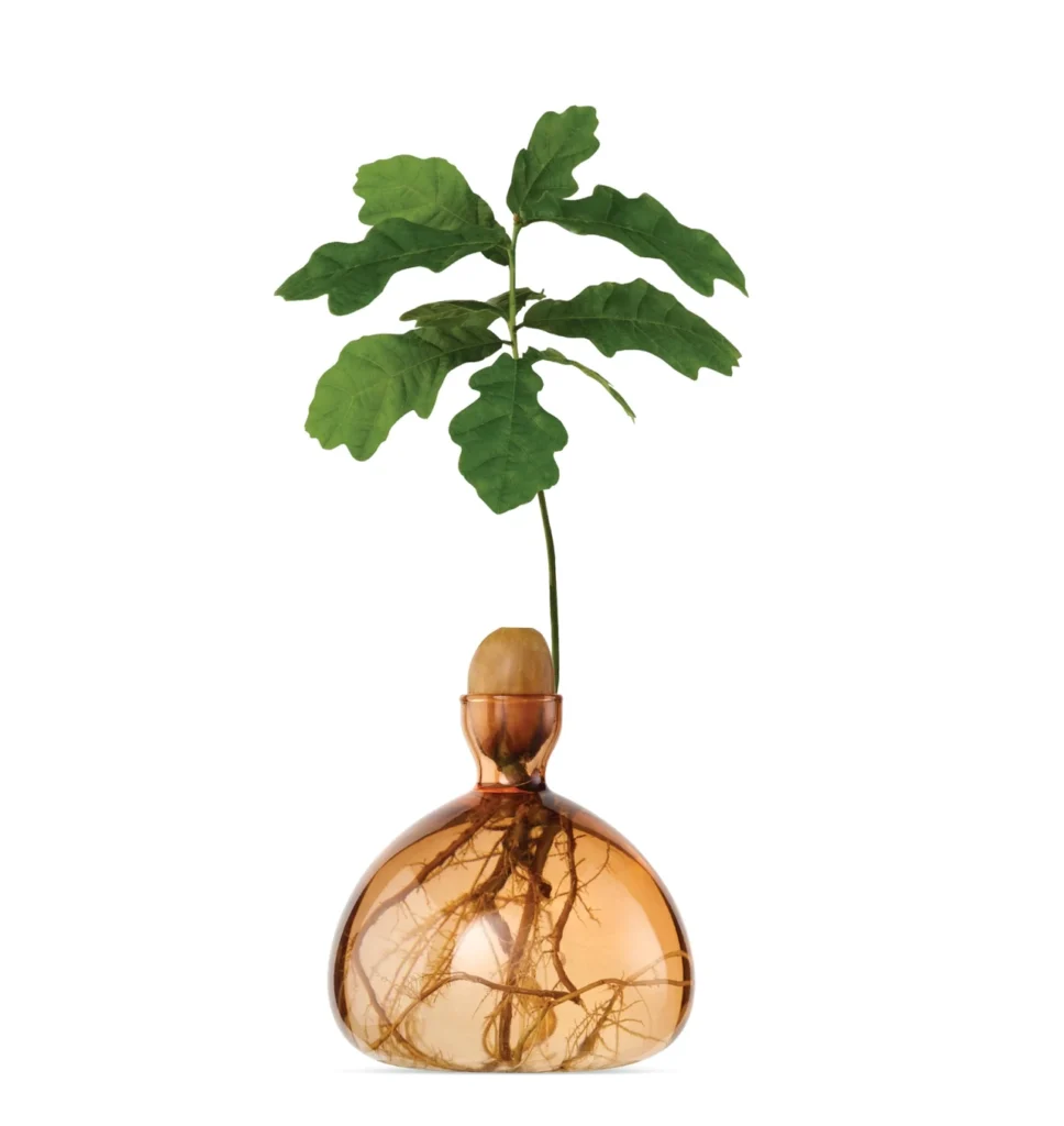 Jede Vase ist aus klarem, hochwertigem Borosilikatglas gefertigt und so gestaltet, dass sie den Keimungsprozess sichtbar macht: Die Avocado Vase trägt den Avocadokern über dem Wasser, während sich die Wurzeln frei entfalten können. Die Eichel Vase bietet demselben Prinzip folgend einer Eichel den idealen Raum, um auszutreiben und Wurzeln zu schlagen.